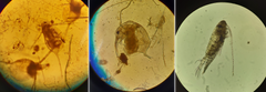 Kuva 2. Pro gradu -tutkielmassa keskityttiin kuvassa esitettyihin eläinplanktontaksoneihin. Vasemmalla Daphnia-vesikirppu, keskellä Bosmina-vesikirppu, oikealla Eudiaptomus-keijuhankajalkainen. Huom. kuvien yksilökoot eivät ole verrannollisia keskenään. Kuvat otettu mikroskoopin eri suurennoksilla. Kuvat: Hanna Enroth.