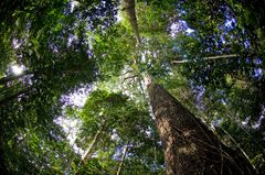 REDD+ Brazil Nut Concessions -projekti Perussa. Projekti on käynnissä Madre de Diosin alueella, Perussa, joka on biodiversiteetiltään rikkainta aluetta Amazonin sademetsässä. Projektin myötä suojellaan 300 000 hehtaaria parapähkinän konsessiomaata suunnittelemattomalta metsän hävittämiseltä.