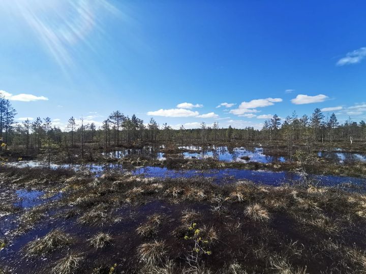 Ennallistettua Sammalpuronsuota Koitajoella. Kuva: Janne Raassina.