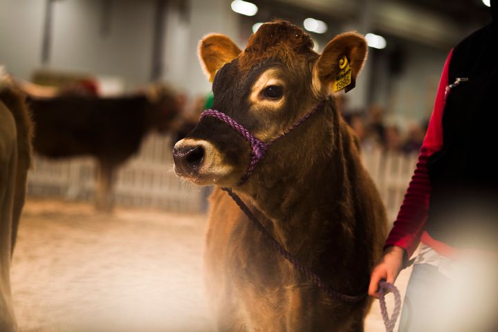 ELMA-messuilla 2016. Kuva Verna Kovanen.