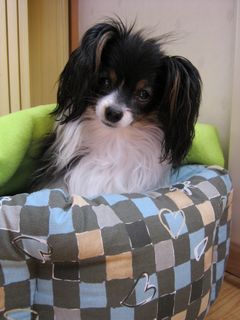 KUVA: Minni sankarikoira