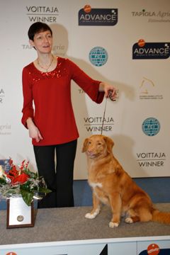 Sankarikoira: Novascotiannoutaja Ella, Maarit Pietiläinen.
Kuva: Jukka Kaitala/STT Info Kuva. Kuvat ovat vapaasti käytettävissä. Kuvia julkaistaessa pyydämme mainitsemaan lähteen: kuvaajan nimi ja STT Info Kuva.
Kuvat ovat painokelpoisia. Jos kuva ei s