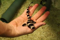 KUVA: Bambuhai, bambuhaj, bamboo shark baby