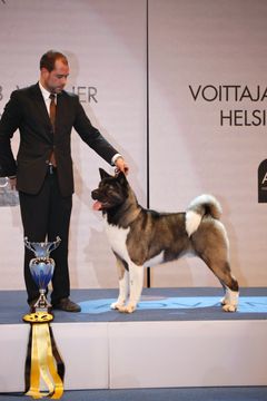 Kolmas sija meni Norjaan Friedrich Skarnes Birkmarin omistamalle amerikanakita Echo Star's Any Time Any Where:lle.
Kuva: Jukka Kaitala/STT Info Kuva. Kuvat ovat vapaasti käytettävissä. Kuvia julkaistaessa pyydämme mainitsemaan lähteen: kuvaajan nimi ja