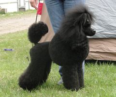 KUVA: Nero sankarikoira