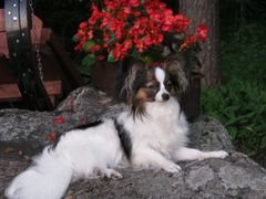 KUVA: Tyyne sankarikoira