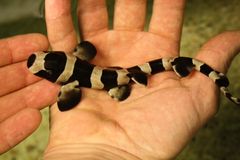 KUVA: Bambuhai, Bambuhaj, Bamboo shark