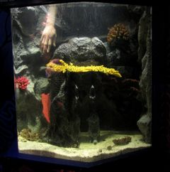 Puhdistajarapumanikyyri. Kuva:SeaLife