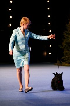 Pohjoismaiden voittaja -näyttelyn parhaaksi koiraksi kruunattiin venäläinen skotlanninterrieri Filisite Brash Celebration.
Kuva: Johanna Viljakainen/STT Info Kuva. Kuvat ovat vapaasti käytettävissä. Kuvia julkaistaessa pyydämme mainitsemaan lähteen: kuva