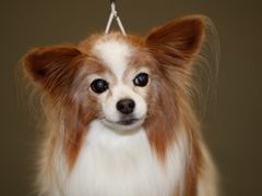 SEY palkitsi sunnuntaina näyttelyn vanhimpana 14-vuotiaan papillon Irinan.
Kuva: Pepe Makkonen/Suomen Kennelliitto. Kuvat ovat vapaasti käytettävissä. Kuvia julkaistaessa pyydämme mainitsemaan lähteen: kuvaajan nimi ja STT Info Kuva.
Kuvat ovat painoke