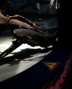 Sähköankerias Raipe. Kuva:SeaLIfe.