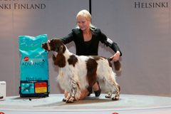 Kolmas oli Kirsi Heiskari-Leppäsen ja Maria Humellin omistama englanninspringerspanieli Jefferson De Los Tres Robles Oulusta. Kuva: Jukka Kaitala.
Kuvat ovat vapaasti käytettävissä. Kuvia julkaistaessa pyydämme mainitsemaan lähteen: kuvaajan nimi ja STT