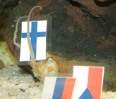 KUVA: Tursas 1.