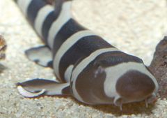 KUVA: Bamboo shark
