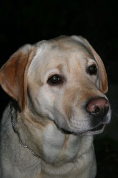 KUVA: Foreman sankarikoira