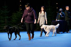 Näyttelyssä palkittiin 6 sankarikoiraa, kuvassa Pöhnä ja Alma.
Kuva: Johanna Viljakainen/STT Info Kuva. Kuvat ovat vapaasti käytettävissä. Kuvia julkaistaessa pyydämme mainitsemaan lähteen: kuvaajan nimi ja STT Info Kuva.
Kuvat ovat painokelpoisia. Jos