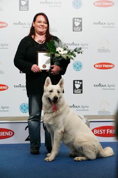 Valkoinenpaimenkoira Figo palkittiin sankarina Kennelliiton ja Tapiola/Agrian puolesta Messukeskuksessa.
Kuva: Johanna Viljakainen/STT Info Kuva. Kuvat ovat vapaasti käytettävissä. Kuvia julkaistaessa pyydämme mainitsemaan lähteen: kuvaajan nimi ja STT I