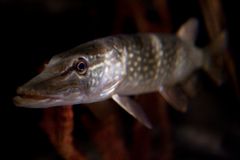 Myös hauki nauttii SEA LIFEn joulutunnelmasta. Kuvaaja: Jakke Nikkarinen/STT Info Kuva. Kuvat ovat vapaasti käytettävissä. Kuvia julkaistaessa pyydämme mainitsemaan lähteen: kuvaajan nimi ja STT Info Kuva. 
Kuvat ovat painokelpoisia. Jos kuva ei suuren k