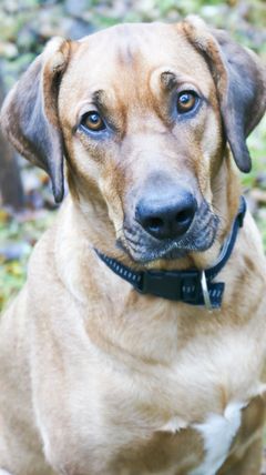 KUVA: Taku sankarikoira