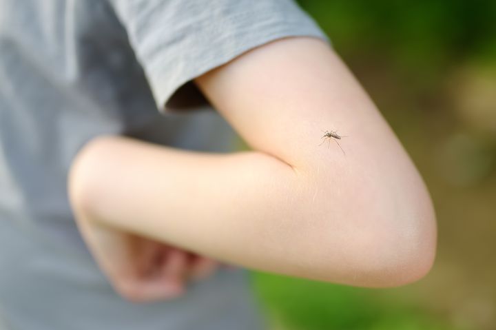 Hyttynen lapsen käsivarrella.