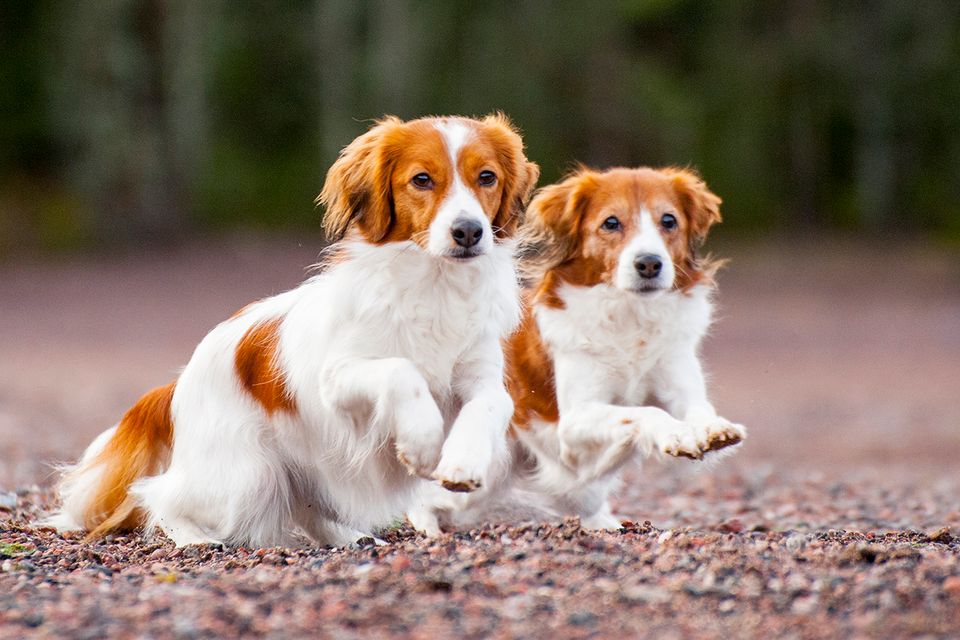 Suomen Kennelliitto muistuttaa Vastuullinen koiranhaltija ilmoittaa