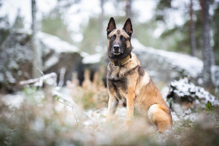 Vuoden poliisikoira 2023 Piki