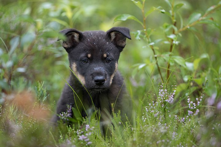 Lapinporokoira on yksi Suomen viidestä kotimaisesta koirarodusta.