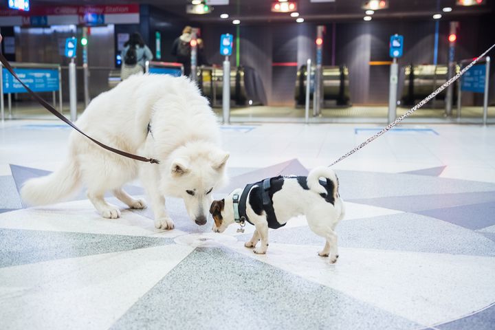 En samhällsduglig hund ligger i allas intresse.
