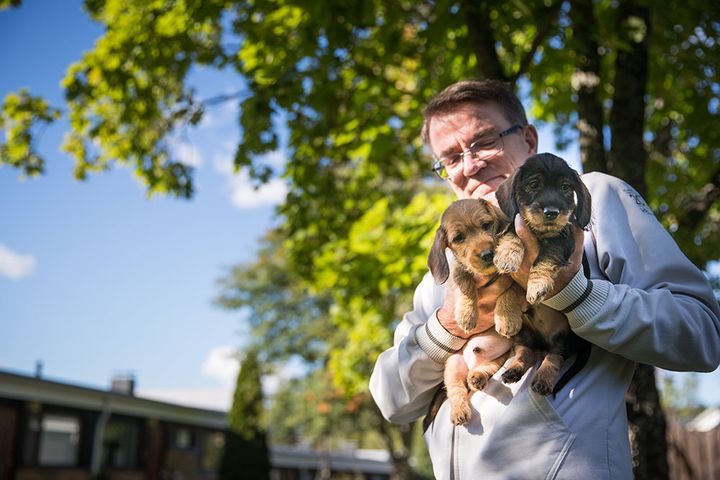 Hyvä kasvattaja on kiinnostunut siitä, että jokainen pentu pääsee hyvään kotiin.