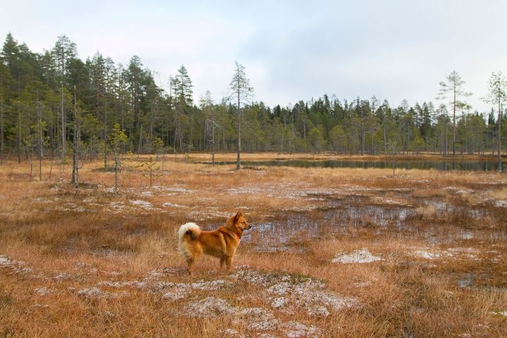 Useimmiten suurpedon saaliiksi joutuu metsästyskoira, mutta alueilla, joilla suurpetoja liikkuu paljon, susien saaliiksi on joutunut myös muita koiria.