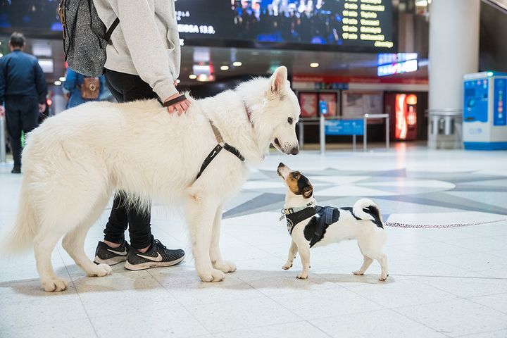 Koulutettu ja yhteiskuntakelpoinen koira on kaikkien etu.