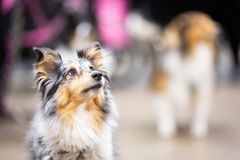 Koiramessujen näyttelyihin on ilmoitettu yli 13 500 koiraa.