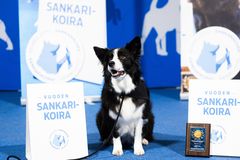 Koiramessuilla palkitaan Sankarikoirat.
