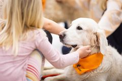 Koiramessuilla pääsee rapsuttelemaan Kennelliiton kaverikoiria.