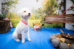 Koiramessujen Rotutorilla voi tutustua tarkemmin kymmeniin suosittuihin koirarotuihin.