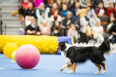 Koiramessujen tapahtumakehässä voi tutustua esimerkiksi pallopaimennukseen.