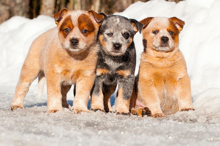 Verohallinnon koirankasvastusta koskevan ohjeen tulisi tukea vastuullista kasvatustyötä.