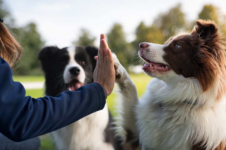 Agria Eläinvakuutuksen ja Suomen Kennelliiton vuosittain jaettavilla stipendeillä tuetaan koirien terveyttä ja hyvinvointia edistävää toimintaa.