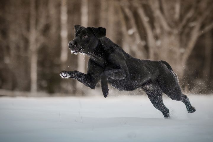 Labradorinnoutaja on vuodesta toiseen Suomen suosituin koirarotu.