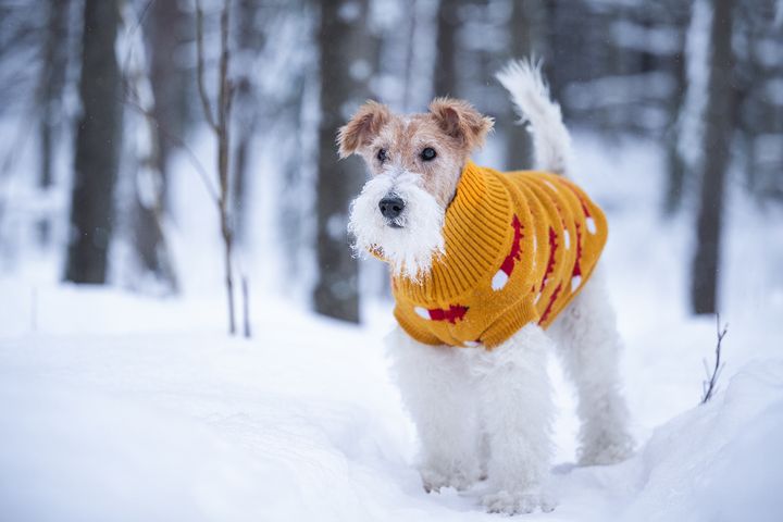 Koirille annetaan yhä useammin samoja nimiä kuin ihmisille.