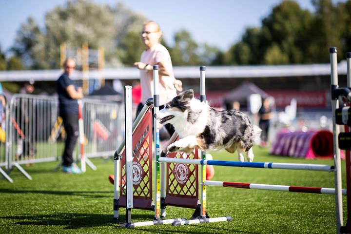 Agilityn suosio kasvaa kohisten.