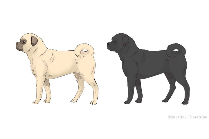 Mopsin roturisteytysprojektissa on laadittu visio siitä, milta nykymopsi voisi näyttää tulevaisuudessa. Kuva: Martina Thorström