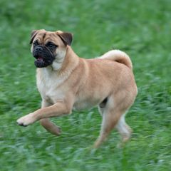 Retromopsi on mopsin tyyppinen monirotuinen koira.