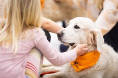 Kennelliiton kaverikoirat ovat tottuneet kohtaamaan ihmisiä erilaisissa tapahtumissa.