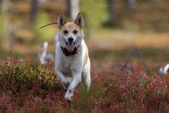Pohjanpystykorva juoksee metsässä tutkapanta kaulassaan