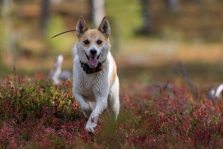 Pohjanpystykorva juoksee metsässä tutkapanta kaulassaan