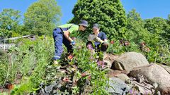 Staran vihertyöntekijät tutkimassa Kaivopuistossa Kaivohuoneen edustalla olevan kukkaryhmän istutussuunnitelmaa 11.6.2024.