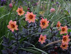 Daalia 'Mystic Fantasy'