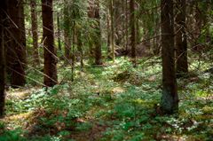 Metsää Vartiosaaressa