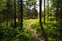 Metsäpolku Vasikkasaaressa
